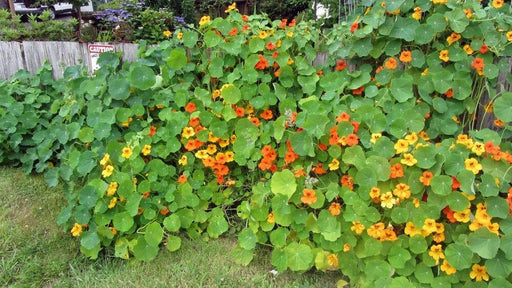 Nasturtium, Mixed seeds,Edible Flowers , Groundcover. - Caribbeangardenseed