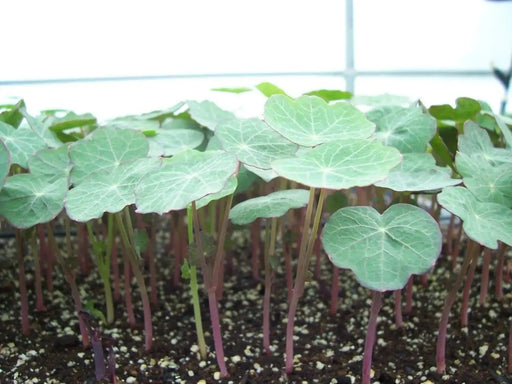 Climbing Nasturtium MOONLIGHT, FLOWER Seeds - Caribbeangardenseed