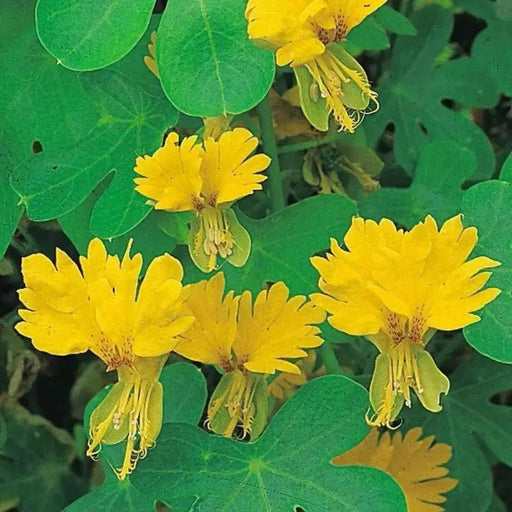 Nasturtium Seeds, (Canary Creeper) EDIBLE FLOWERS  ,exotic vine ! - Caribbean garden seed