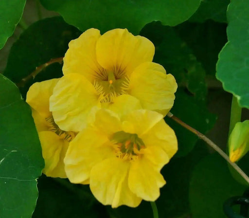 Nasturtium  Seeds VINE,  'Alaska Gold' EDIBLE FLOWERS - Caribbean garden seed