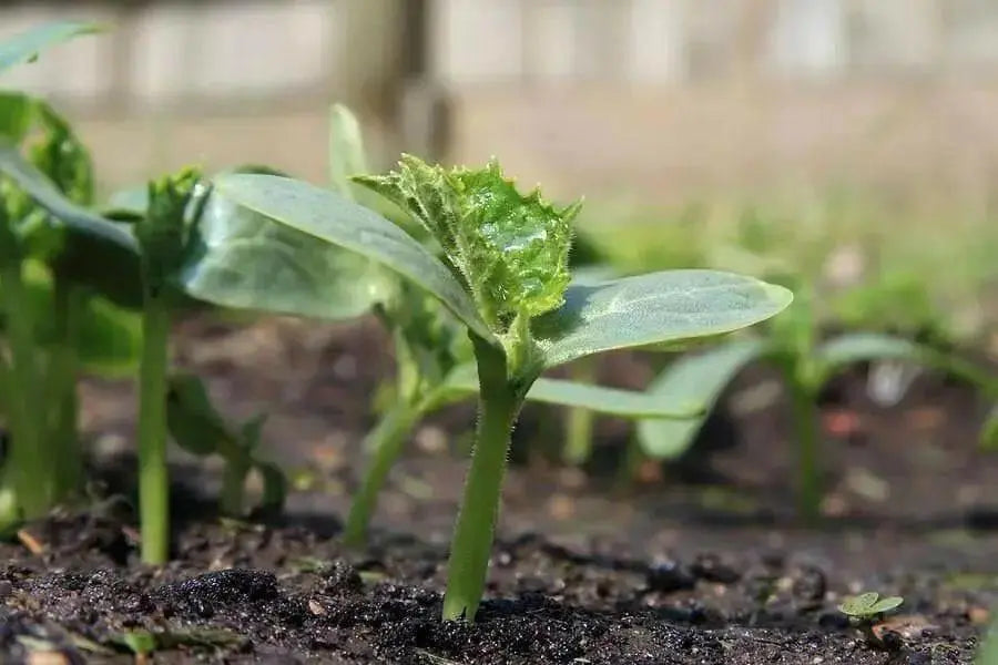 National Pickling cucumber Seeds, Annual Vegeable - Caribbean garden seed