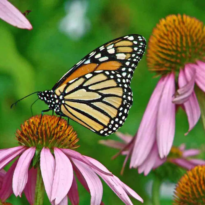 Native Flower Seed Mix for Monarchs - Caribbeangardenseed