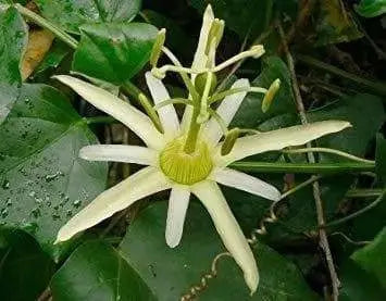 NATIVE PASSIONFRUIT (Passiflora herbertiana) 5 SEEDS,Tropical Vine,from Australia - Caribbeangardenseed