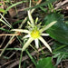 NATIVE PASSIONFRUIT (Passiflora herbertiana) 5 SEEDS,Tropical Vine,from Australia - Caribbeangardenseed