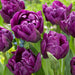 Negrita Parrot Tulip' (10 Bulbs) Negrita flowers - Caribbeangardenseed