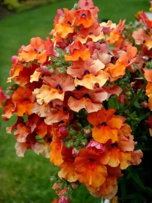 Nemesia Flowers Seeds - Orange Prince,Perennial native to North America and parts of Europe and Siberia. - Caribbeangardenseed