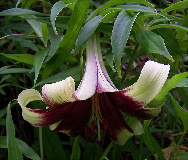 Nepal Lily SEEDS - Lilium nepalense - Caribbean garden seed