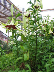 Nepal Lily SEEDS - Lilium nepalense - Caribbean garden seed