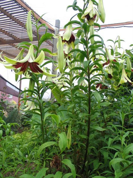 Nepal Lily SEEDS - Lilium nepalense - Caribbean garden seed