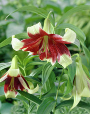 Nepal Lily SEEDS - Lilium nepalense - Caribbean garden seed