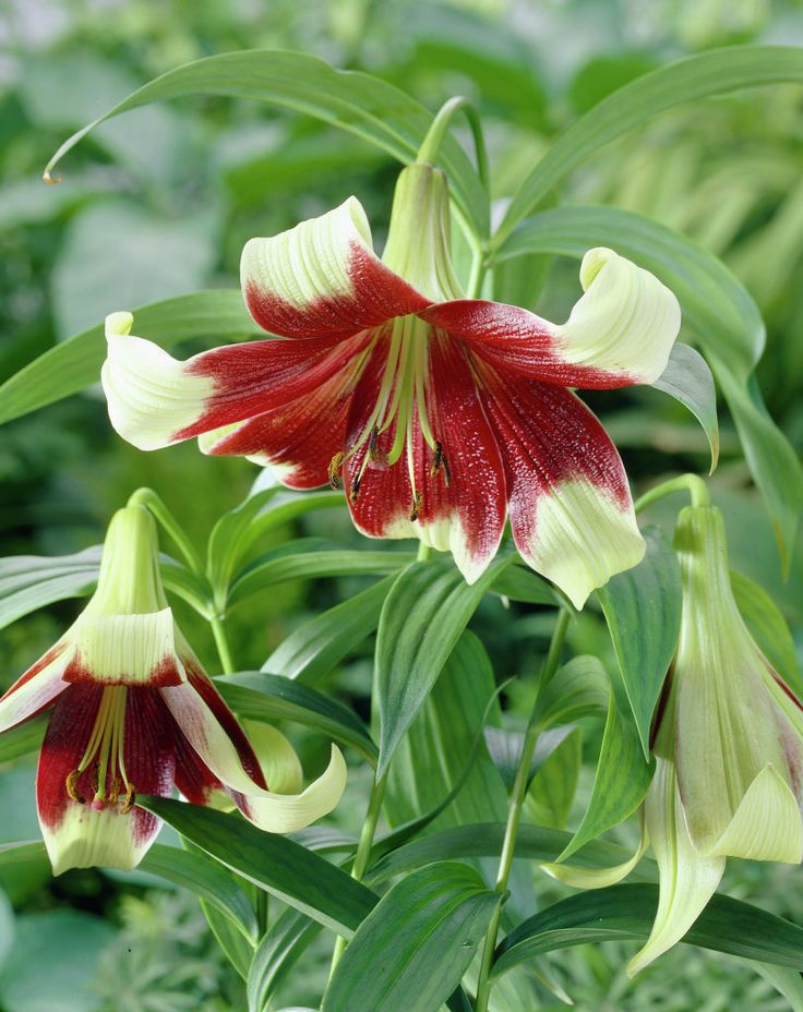 Nepal Lily SEEDS - Lilium nepalense - Caribbean garden seed