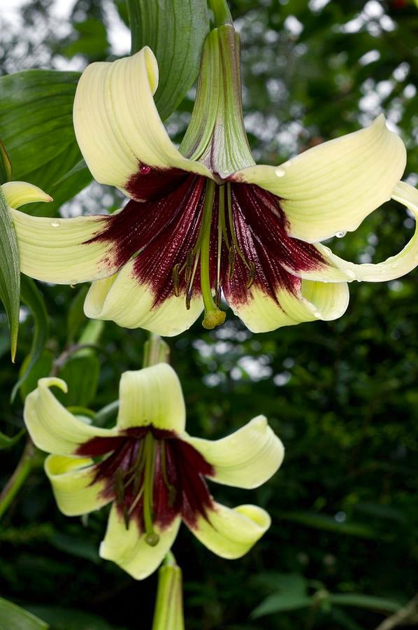 Nepal Lily SEEDS - Lilium nepalense - Caribbean garden seed