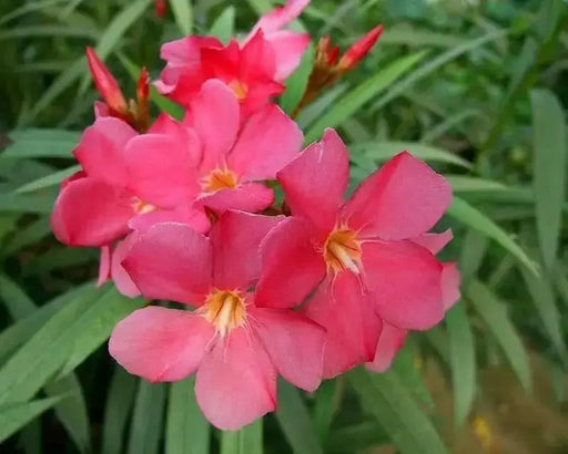 Nerium oleander Seeds,Tropical - Caribbean garden seed