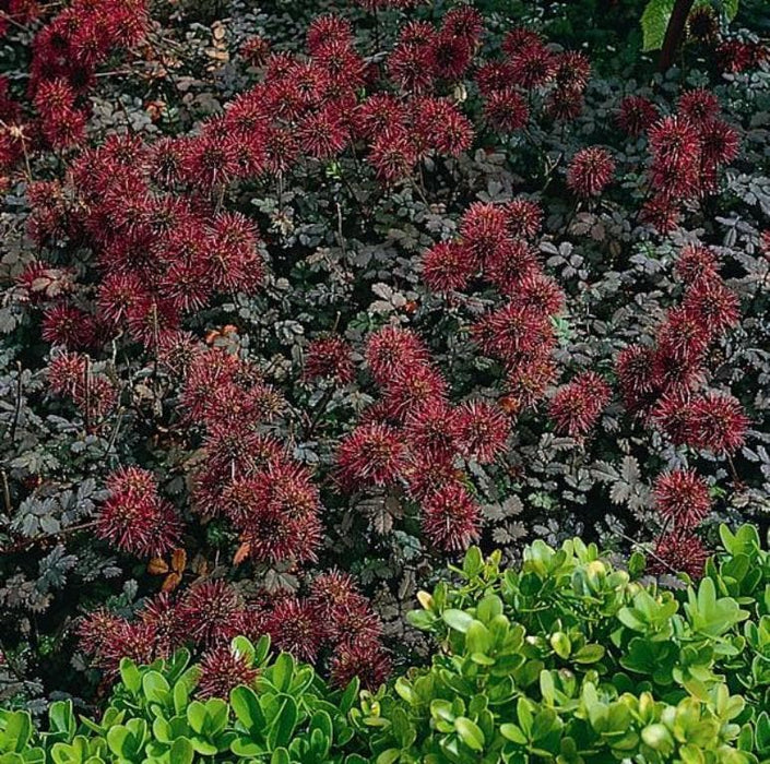 Acaena Microphylla Seeds,AKA.New Zealand Burrs, Great For Rock Gardens, Or Ground covers - Caribbeangardenseed