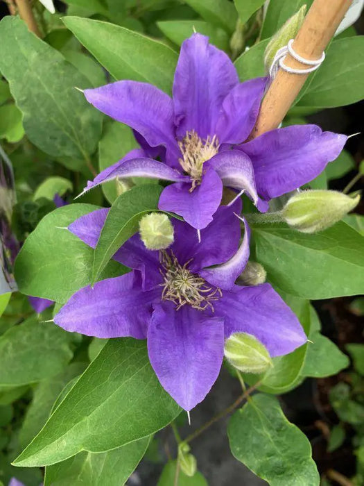 Live Plant - Olympia Clematis Vine 2.5" Pot - Flowering Plant - Caribbeangardenseed