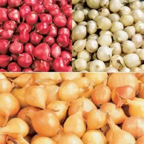 ONION SETS MIXED COLOR (bulbs) Garden Vegetable - Caribbean garden seed