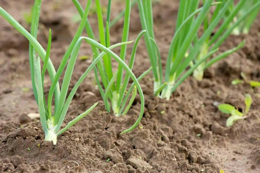 ONION SETS  WHITE (Long day) Open-pollinated Garden Vegetable - Caribbean garden seed