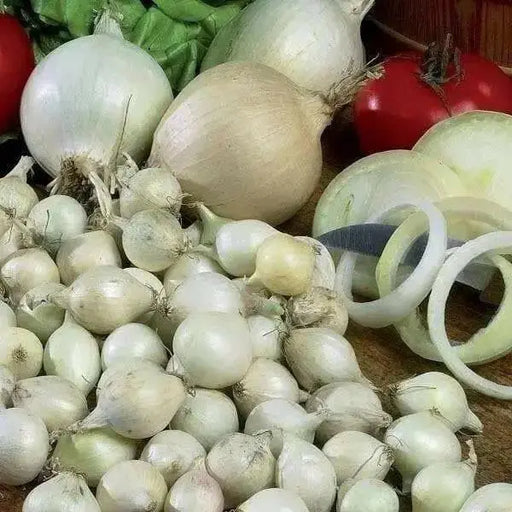 ONION SETS  WHITE (Long day) Open-pollinated Garden Vegetable - Caribbean garden seed