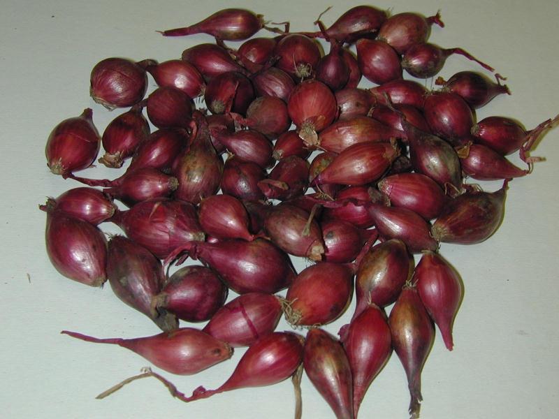 Dutch Red Shallot Sets - Planting Bulbs