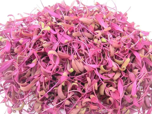Orach Spinach "Magenta Magic" - Caribbean garden seed