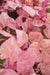 Orach Spinach "Magenta Magic" Mountain Spinach -  Seeds - Atriplex Hortensis - Caribbean garden seed