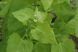 Orach Spinach Seeds Mountain Spinach, HEIRLOOM VEGETABLE - Caribbeangardenseed