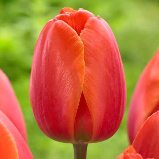 Orange van Eijk Darwin Tulip Flower Bulbs, FALL PLANTING Caribbean garden seed