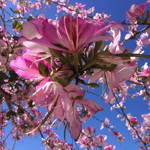 Orchid Tree SEEDS, Mountain Ebony, Bauhinia variegata - Caribbeangardenseed