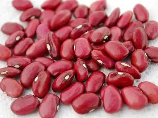 Organic Bean Seeds - Hidatsa Red,Very Rare Heirloom Originally grown by the Hidatsa Indians of North Dakota. - Caribbeangardenseed