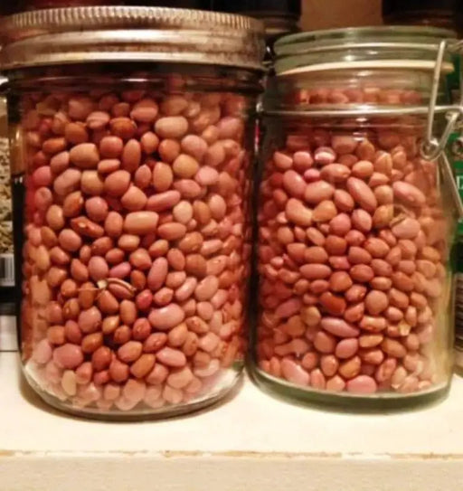 Organic Bean Seeds - "Santa Maria Pinquito Bean" Dry/Shell , a.K.a PINK BEANS, - Caribbeangardenseed