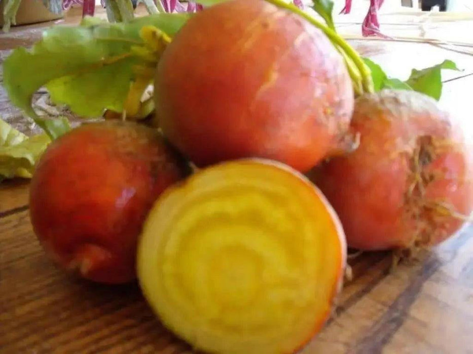 Organic Beet, Golden Detroit Heirloom,Excellent choice for pickling