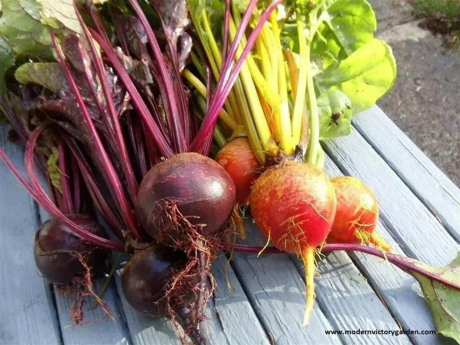 Organic Beet, Golden Detroit Heirloom,Excellent choice for pickling