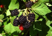 Organic Blackberry Seeds, berries are very sweet and have a hint of pineapple in their taste. - Caribbeangardenseed