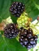 Organic Blackberry  Seeds, berries are very sweet - Caribbean garden seed