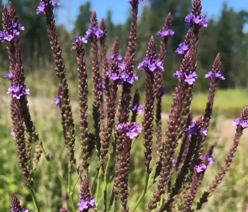 Organic Blue Vervain seeds-INDIAN HYSSOP, perennial herb flowers - Caribbean garden seed