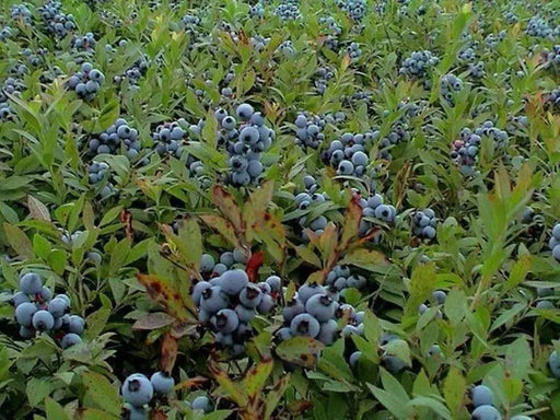 Organic Blueberry Seeds,(Lowbush Blueberry Seed) Vaccinium angustifolium - Caribbeangardenseed