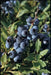 Organic Blueberry  Seeds,(Lowbush Blueberry Seed) Vaccinium angustifolium - Caribbean garden seed