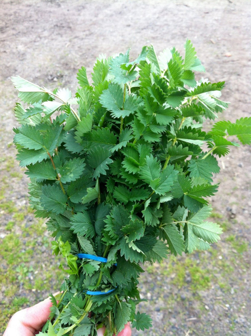 Organic Herb,Salad Burnet Seeds (Sanguisorba Minor) Unique leaf shape for salads, garnishes.Heirloom