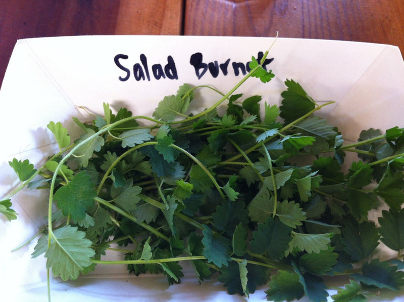 Organic Herb,Salad Burnet Seeds (Sanguisorba Minor) Unique leaf shape for salads, garnishes.Heirloom