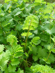 Organic Herb,Salad Burnet Seeds (Sanguisorba Minor) Unique leaf shape for salads, garnishes.Heirloom