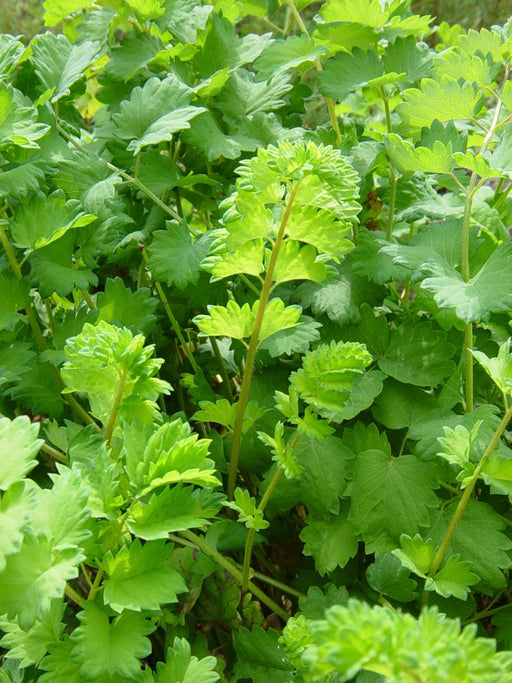 Organic Herb,Salad Burnet Seeds (Sanguisorba Minor) Unique leaf shape for salads, garnishes.Heirloom