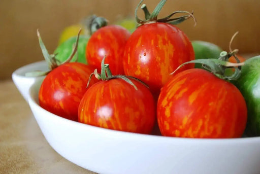 Organic Tomato Seeds, RED ZEBRA (Solanum lycopersicum) Open pollinated - green and yellow bi-colored fruits. ! - Caribbeangardenseed