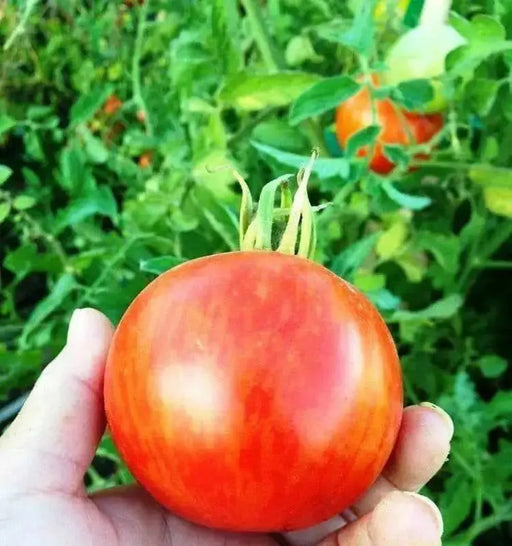 Organic Tomato Seeds, RED ZEBRA  (Solanum lycopersicum) Open pollinated - green and yellow bi-colored fruits. ! - Caribbean garden seed