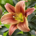 ORIENPET Lily ,MONTEGO BAY - ( Bulbs) huge flowers , fruity fragrance - Caribbean garden seed