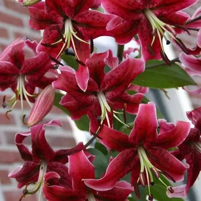 Oriental Lily Bulbs (Miss Feya) real thriller in the garden .Perennial - Caribbean garden seed