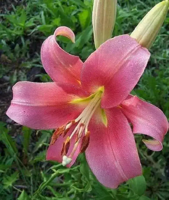 Oriental Lily Bulbs (Visa Versa) real thriller in the garden .Perennial - Caribbean garden seed