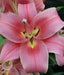 Oriental Lily Bulbs (Visa Versa) real thriller in the garden .Perennial - Caribbean garden seed