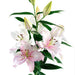 Oriental Lily CAMELEON - ( Bulbs) Perennial-Now Shipping ! - Caribbeangardenseed