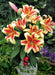 Oriental lily Flavia  (Bulbs) real thriller in the garden .Perennial - Caribbean garden seed