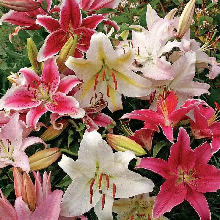 Oriental Lily mix, Bulb, Gorgeous flowers with captivating fragrance,Perennial, - Caribbeangardenseed